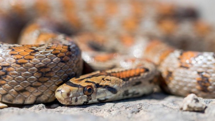 10 Cara Mengusir Ular dari Rumah, Nggak Perlu Panik!