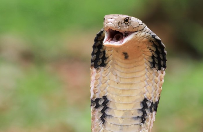 Identifikasi ular yang ada di rumah, berbisa atau tidak. Jika iya, pastikan kamu tidak mendekat karena sangat berbahaya./ Foto: Freepik.com/kuritafsheen77