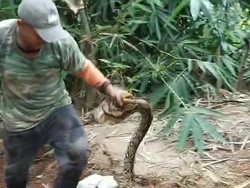 Sanca 2,5 Meter Kepergok Mengerami 10 Telur di Selepan Karanganyar