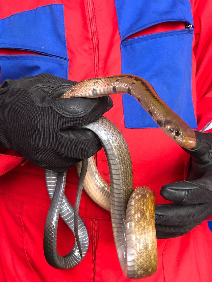 Hubungi jasa penanganan ular profesional seperti petugas Pemadam Kebakaran setempat yang akan membantumu mengusir ular dari rumah./ Foto: kebakaran.jogjakota.go.id