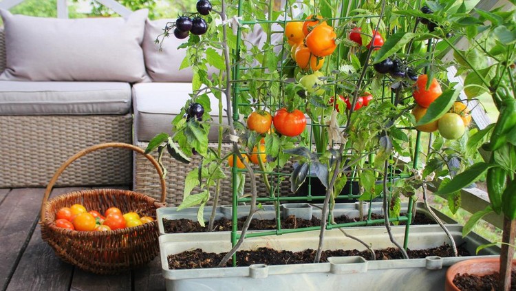 Container vegetables gardening&period; Vegetable garden on a terrace&period; Red&comma; orange&comma; yellow&comma; black tomatoes growing in container &period;