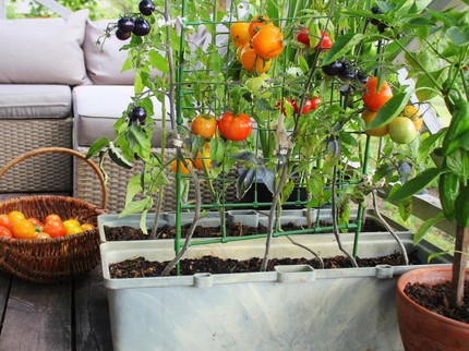 10 Tanaman Buah dan Sayur yang Bisa Tumbuh Subur di Balkon