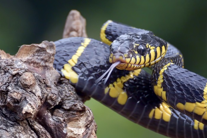 Jangan coba-coba menyerang ular, karena jika seranganmu meleset ular dapat merasa terancam dan akan berbalik menyerangmu./ Foto: Freepik.com/kuritafsheen77