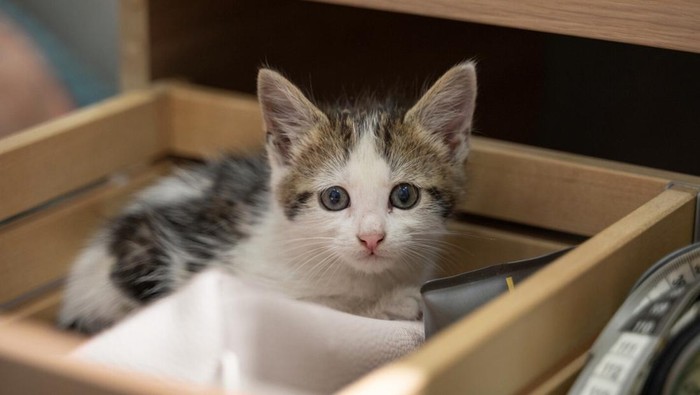 Jauhkan Anak-anak dan Hewan Peliharaan dari Ular/ Foto: Freepik.com