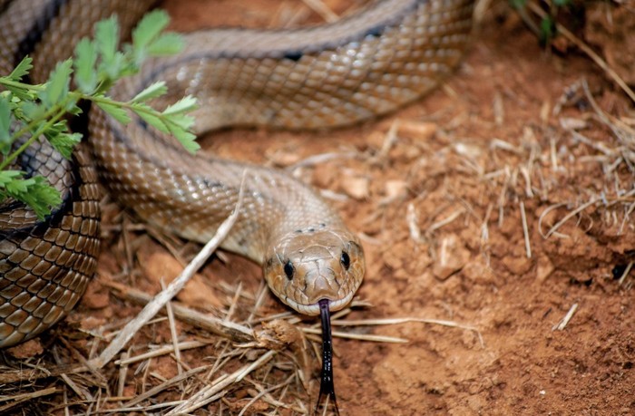 Perhatikan Bahasa Tubuh Ular dengan Cermat/ Foto: Freepik.com/wirestock