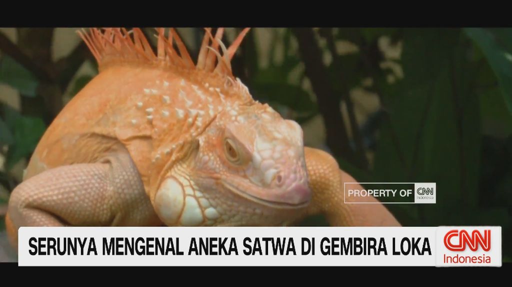 VIDEO: Serunya Mengenal Aneka Satwa di Gembira Loka