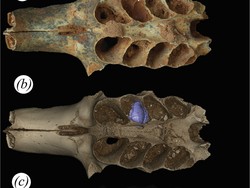 Ahli Temukan Sarang Lebah Purba dalam Tulang, Fosilnya Berusia 20.000 Tahun