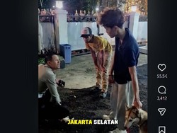 Anjing Kabur di Jalan Sukarno Bandung, Kucing Pedagang Digigit hingga Sekarat