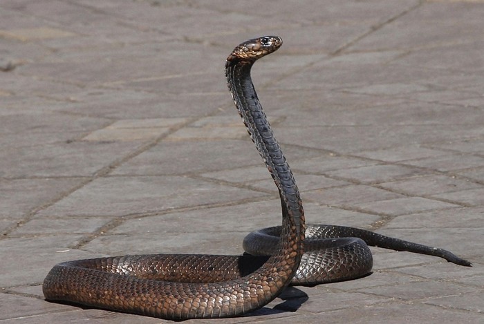 Tetap Jaga Jarak dari Ular, Jangan Dekat-dekat!/ Foto: Pixabay.com/Pascal-Laurent