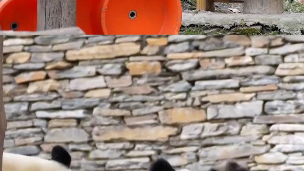 Gemasnya Induk Panda Lerai Perkelahian Dua Bayi Kembarnya