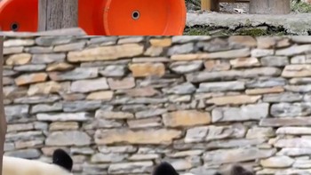 Gemasnya Induk Panda Lerai Perkelahian Dua Bayi Kembarnya