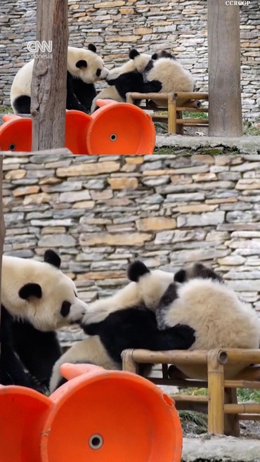 Gemasnya Induk Panda Lerai Perkelahian Dua Bayi Kembarnya