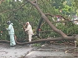 Angin Kencang Landa Muntilan, Pohon Tumbang Sempat Tutup Jalan Magelang-Jogja
