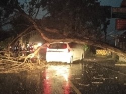 Pohon Tumbang Timpa Minibus di Tulungagung