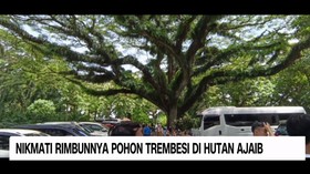 VIDEO: Nikmati Rimbunnya Pohon Trembesi di Hutan Ajaib