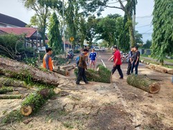 Hujan-Angin Kencang Sebabkan Pohon Tumbang di Muba, Akses Jalan Terganggu