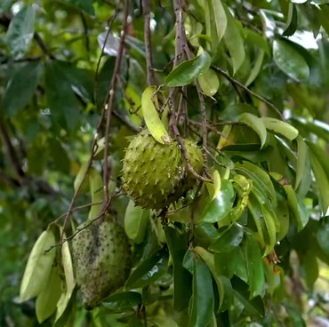 Tak Cuma Segar, Ini 5 Manfaat Buah Sirsak untuk Kesehatan