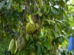 Tak Cuma Segar, Ini 5 Manfaat Buah Sirsak untuk Kesehatan