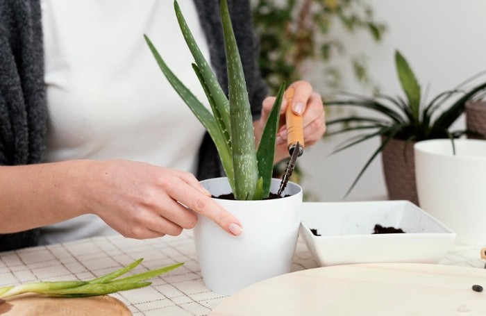Aloe vera atau lidah buaya merupakan tanaman sukulen. Itu artinya, aloe vera tidak butuh banyak air dan menyukai cahaya terang secara tidak langsung./ Foto: Freepik.com