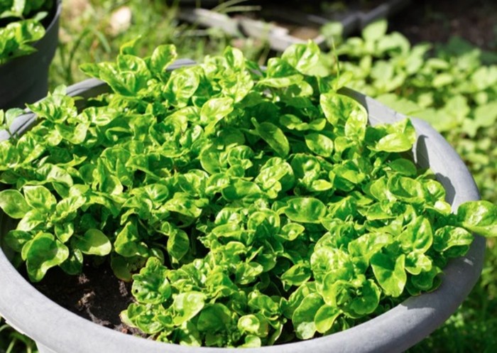 Bayam cukup mudah ditanam oleh pemula. Tanaman sayuran ini bisa ditanam di pot dalam ruangan yang dekat dengan ambang jendela./ Foto: ugaoo.com