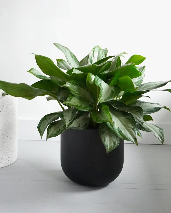 Chinese evergreen atau aglaonema dapat diletakkan di rumah, bahkan diletakkan di kamar mandi yang memiliki jendela./ Foto: instagram.com/frondlyyvr