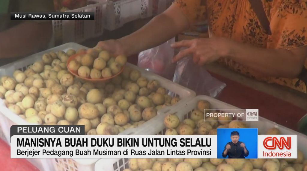 VIDEO: Panen Duku Musi Rawas, Pedagang Raup Untung Saat Libur Nataru