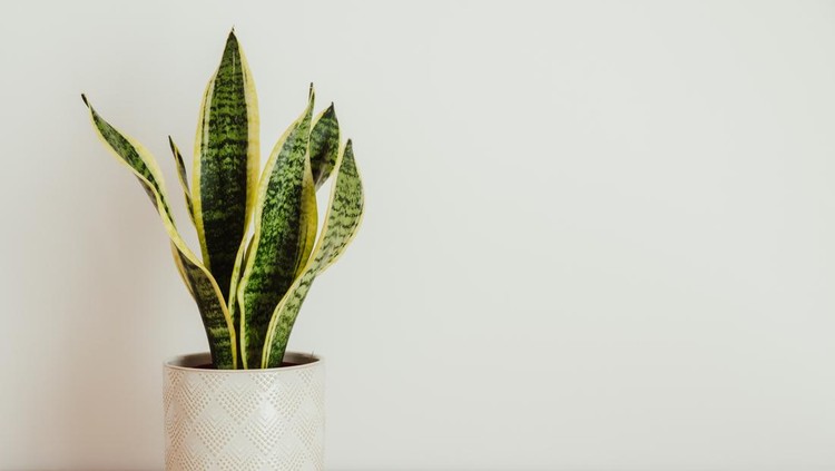 Sansevieria laurentii &lpar;Dracaena trifasciata&comma; mother in law tongue&comma; snake plant&rpar; against white background