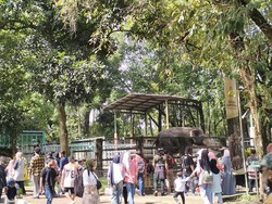 Video Kejadian Anak Hilang di Ragunan Melonjak saat Tahun Baru 2026