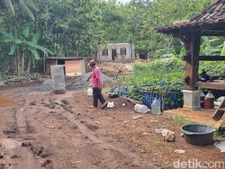 Viral Jejak Harimau di Proyek Pembangunan Ponpes Semanu Gunungkidul