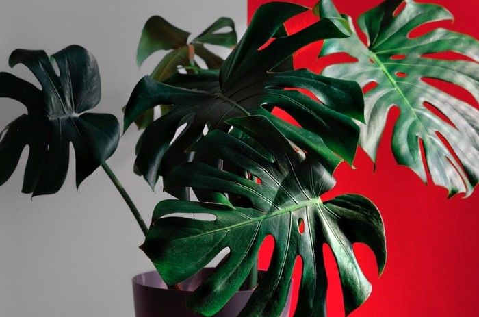 Selain mampu menghias rumah jadi semakin cantik, ternyata tanaman monstera sangat mudah untuk dirawat./ Foto: Freepik.com/ededchechine