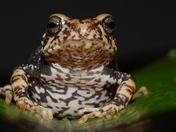 Bumi Masih Penuh Misteri, Ini 5 Spesies Baru dan Unik yang Terungkap di 2025