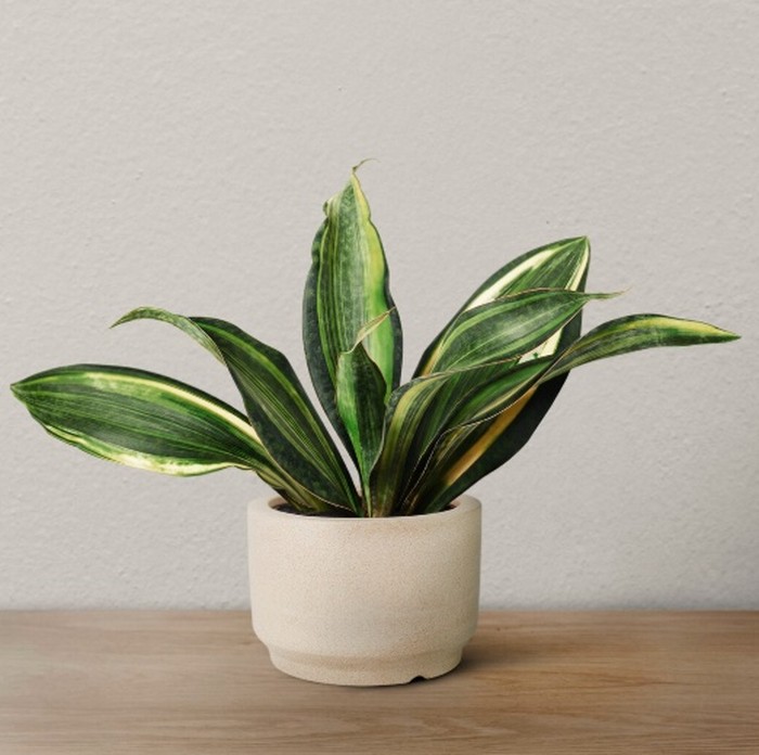 Snake plant atau tanaman lidah mertua bisa tumbuh dalam kondisi kekeringan tanpa disiram selama berminggu-minggu meski dalam kondisi cahaya rendah hingga sedang./ Foto: Freepik.com/rawpixel.com