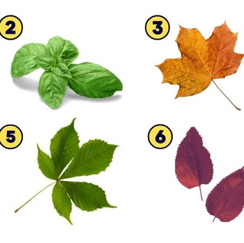 Tes Kepribadian: Gambar Daun yang Dipilih Bisa Ungkap Keunggulan Diri yang Tidak Kamu Sadari