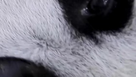 Satrio, Anak Panda Raksasa Lahir di Taman Safari Indonesia