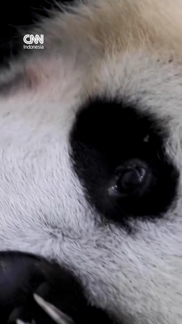 Satrio, Anak Panda Raksasa Lahir di Taman Safari Indonesia