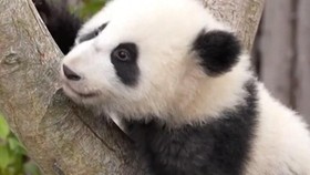 Sambut Tahun Baru, Bayi Panda Raksasa Tampil Perdana di China
