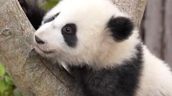 Sambut Tahun Baru, Bayi Panda Raksasa Tampil Perdana di China