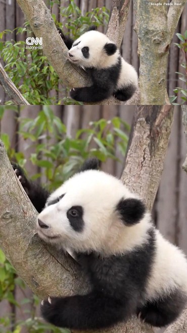 Sambut Tahun Baru, Bayi Panda Raksasa Tampil Perdana di China