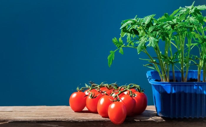 Tanaman tomat yang buahnya menyehatkan ini mudah ditanam di dalam ruangan bahkan tidak bergantung dengan musim. / Foto: Freepik.com/ededchechine