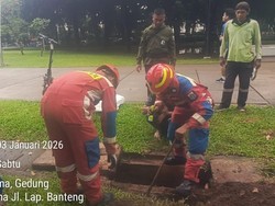 Ular Kobra Muncul di Lapangan Banteng Jakpus, Damkar Evakuasi