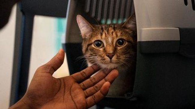 Kenapa kucing menatap kita dalam waktu lama?
