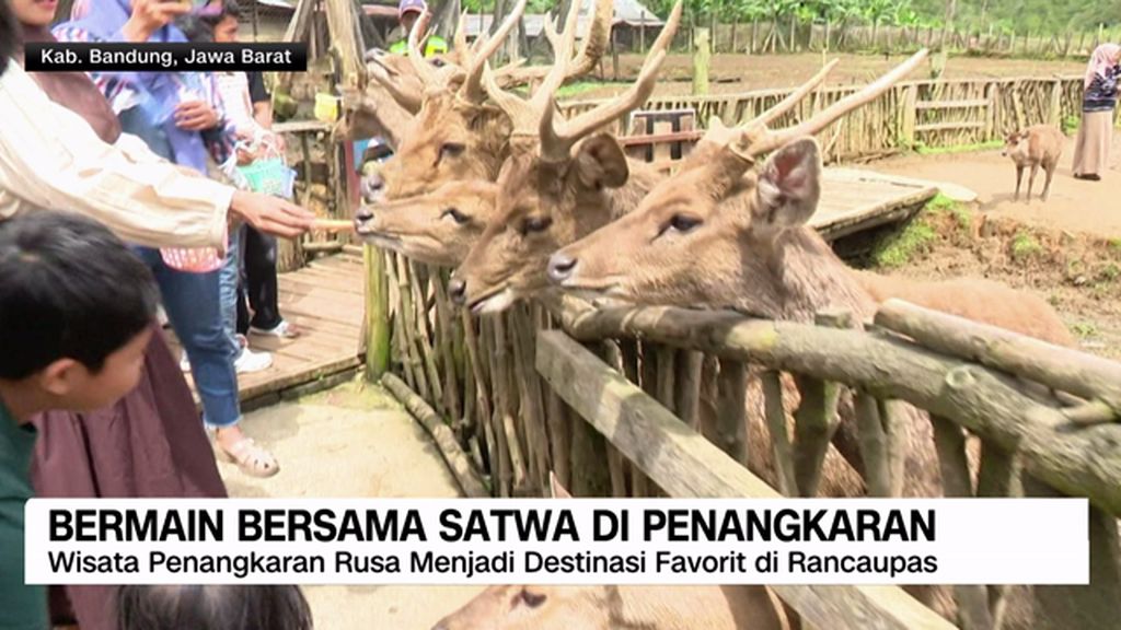 VIDEO: Bermain Bersama Satwa di Penagkaran