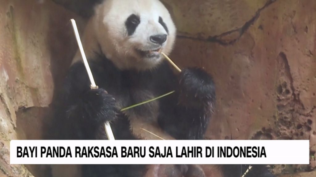 VIDEO: Bayi Panda Raksasa Baru Saja Lahir di Indonesia
