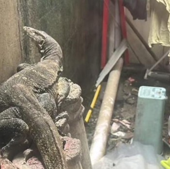 5 Cara Mengusir Biawak yang Masuk Rumah saat Musim Hujan