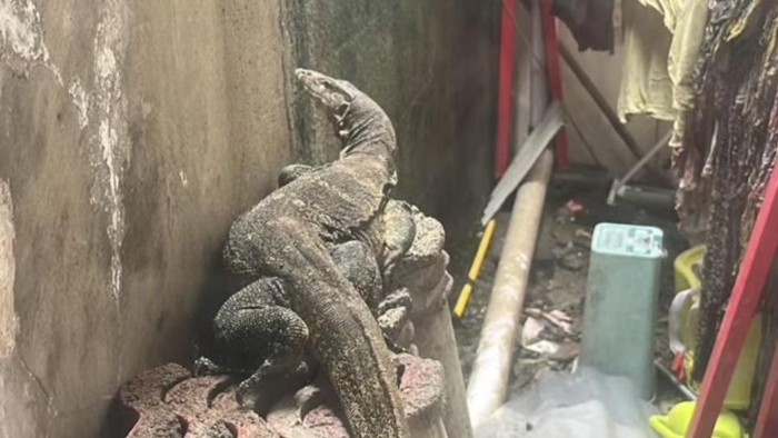 5 Cara Mengusir Biawak yang Masuk Rumah saat Musim Hujan