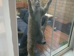 Video: Mengenal Pyometra, Infeksi Rahim Berbahaya pada Kucing dan Anjing