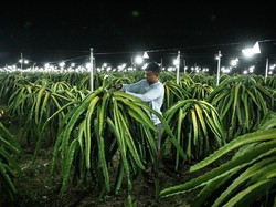 Cara Menanam Buah Naga, serta Hama dan Penyakit yang Perlu Diketahui
