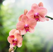 Bisa Datangkan Keberuntungan, Ini Tempat Menaruh Bunga Anggrek di Rumah