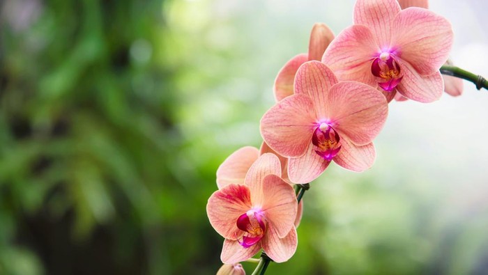 Bisa Datangkan Keberuntungan, Ini Tempat Menaruh Bunga Anggrek di Rumah