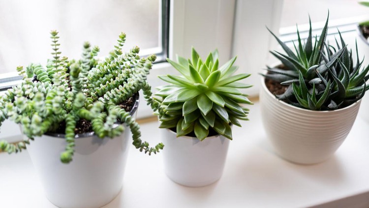 green succulent plants in white flower pots on white background near the window&period;